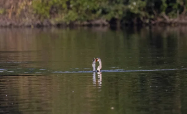Oriental Darter Indian Snake Bird Anhinga Melanogaster Catching Fish Water — Stock Photo, Image