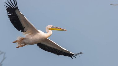 Büyük beyaz pelikan (Pelecanus onocrotalus) veya ormandaki pembe pelikan kuşu. Hindistan 'a kış mevsiminde pelikan göçü.