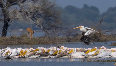 Büyük beyaz pelikan (Pelecanus onocrotalus) veya ormandaki pembe pelikan kuşları. Hindistan 'a kış mevsiminde pelikan göçü.