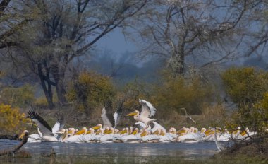 Büyük beyaz pelikan (Pelecanus onocrotalus) veya ormandaki pembe pelikan kuşları. Hindistan 'a kış mevsiminde pelikan göçü.
