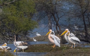 Büyük beyaz pelikan (Pelecanus onocrotalus) veya ormandaki pembe pelikan kuşları. Hindistan 'a kış mevsiminde pelikan göçü.