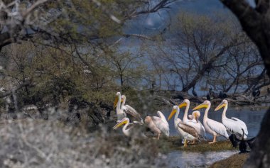 Büyük beyaz pelikan (Pelecanus onocrotalus) veya ormandaki pembe pelikan kuşları. Hindistan 'a kış mevsiminde pelikan göçü.