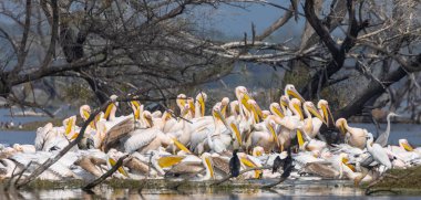 Büyük beyaz pelikan (Pelecanus onocrotalus) veya ormandaki pembe pelikan kuşları. Hindistan 'a kış mevsiminde pelikan göçü.