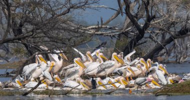 Büyük beyaz pelikan (Pelecanus onocrotalus) veya ormandaki pembe pelikan kuşları. Hindistan 'a kış mevsiminde pelikan göçü.