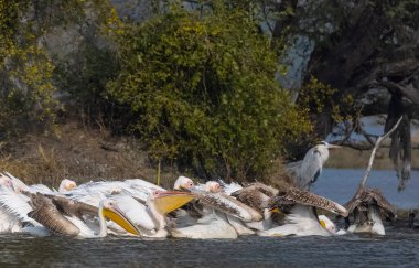 Büyük beyaz pelikan (Pelecanus onocrotalus) veya ormandaki pembe pelikan kuşları. Hindistan 'a kış mevsiminde pelikan göçü.