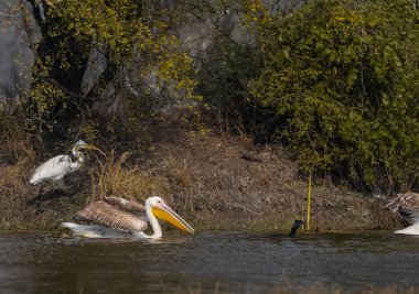 Büyük beyaz pelikan (Pelecanus onocrotalus) veya ormandaki pembe pelikan kuşu. Hindistan 'a kış mevsiminde pelikan göçü.