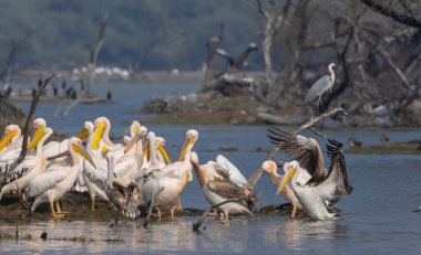 Büyük beyaz pelikan (Pelecanus onocrotalus) veya ormandaki pembe pelikan kuşları. Hindistan 'a kış mevsiminde pelikan göçü.