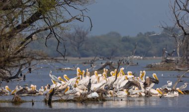 Büyük beyaz pelikan (Pelecanus onocrotalus) veya ormandaki pembe pelikan kuşları. Hindistan 'a kış mevsiminde pelikan göçü.