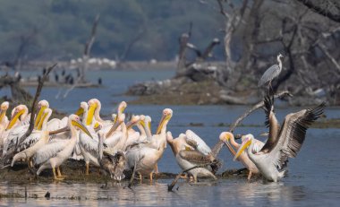 Büyük beyaz pelikan (Pelecanus onocrotalus) veya ormandaki pembe pelikan kuşları. Hindistan 'a kış mevsiminde pelikan göçü.