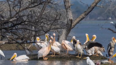 Büyük beyaz pelikan (Pelecanus onocrotalus) veya ormandaki pembe pelikan kuşları. Hindistan 'a kış mevsiminde pelikan göçü.