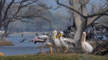 Büyük beyaz pelikan (Pelecanus onocrotalus) veya ormandaki pembe pelikan kuşları. Hindistan 'a kış mevsiminde pelikan göçü.