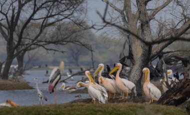 Büyük beyaz pelikan (Pelecanus onocrotalus) veya ormandaki pembe pelikan kuşları. Hindistan 'a kış mevsiminde pelikan göçü.
