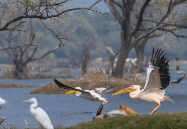 Büyük beyaz pelikan (Pelecanus onocrotalus) veya ormandaki pembe pelikan kuşları. Hindistan 'a kış mevsiminde pelikan göçü.