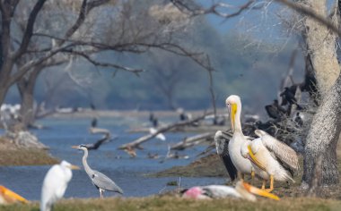 Büyük beyaz pelikan (Pelecanus onocrotalus) veya ormandaki pembe pelikan kuşları. Hindistan 'a kış mevsiminde pelikan göçü.