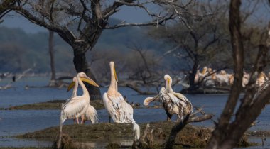 Büyük beyaz pelikan (Pelecanus onocrotalus) veya ormandaki pembe pelikan kuşları. Hindistan 'a kış mevsiminde pelikan göçü.