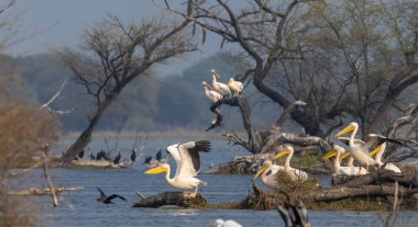 Büyük beyaz pelikan (Pelecanus onocrotalus) veya ormandaki pembe pelikan kuşları. Hindistan 'a kış mevsiminde pelikan göçü.
