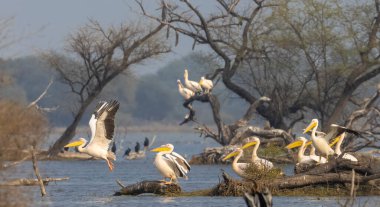 Büyük beyaz pelikan (Pelecanus onocrotalus) veya ormandaki pembe pelikan kuşları. Hindistan 'a kış mevsiminde pelikan göçü.
