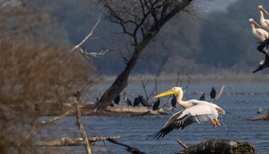 Büyük beyaz pelikan (Pelecanus onocrotalus) veya ormandaki pembe pelikan kuşları. Hindistan 'a kış mevsiminde pelikan göçü.