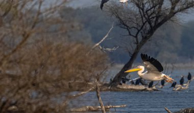 Büyük beyaz pelikan (Pelecanus onocrotalus) veya ormandaki pembe pelikan kuşları. Hindistan 'a kış mevsiminde pelikan göçü.