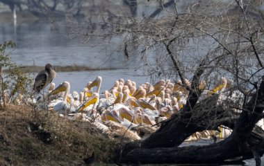 Büyük beyaz pelikan (Pelecanus onocrotalus) veya ormandaki pembe pelikan kuşları. Hindistan 'a kış mevsiminde pelikan göçü.
