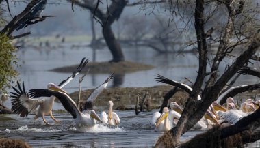 Büyük beyaz pelikan (Pelecanus onocrotalus) veya ormandaki pembe pelikan kuşları. Hindistan 'a kış mevsiminde pelikan göçü.