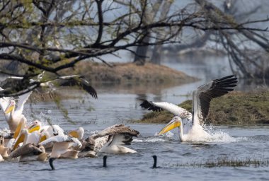 Büyük beyaz pelikan (Pelecanus onocrotalus) veya ormandaki pembe pelikan kuşları. Hindistan 'a kış mevsiminde pelikan göçü.