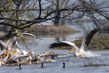 Büyük beyaz pelikan (Pelecanus onocrotalus) veya ormandaki pembe pelikan kuşları. Hindistan 'a kış mevsiminde pelikan göçü.