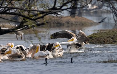 Büyük beyaz pelikan (Pelecanus onocrotalus) veya ormandaki pembe pelikan kuşları. Hindistan 'a kış mevsiminde pelikan göçü.