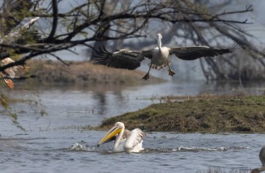 Büyük beyaz pelikan (Pelecanus onocrotalus) veya ormandaki pembe pelikan kuşları. Hindistan 'a kış mevsiminde pelikan göçü.