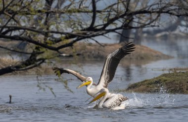 Büyük beyaz pelikan (Pelecanus onocrotalus) veya ormandaki pembe pelikan kuşları. Hindistan 'a kış mevsiminde pelikan göçü.
