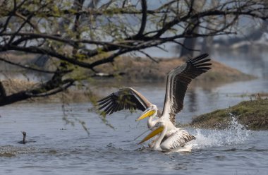 Büyük beyaz pelikan (Pelecanus onocrotalus) veya ormandaki pembe pelikan kuşları. Hindistan 'a kış mevsiminde pelikan göçü.