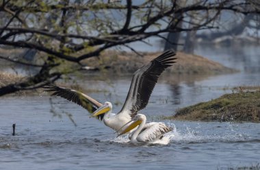 Büyük beyaz pelikan (Pelecanus onocrotalus) veya ormandaki pembe pelikan kuşları. Hindistan 'a kış mevsiminde pelikan göçü.