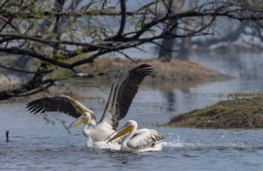 Büyük beyaz pelikan (Pelecanus onocrotalus) veya ormandaki pembe pelikan kuşları. Hindistan 'a kış mevsiminde pelikan göçü.