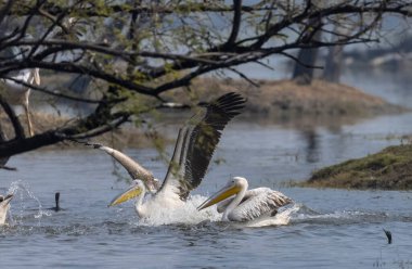 Büyük beyaz pelikan (Pelecanus onocrotalus) veya ormandaki pembe pelikan kuşları. Hindistan 'a kış mevsiminde pelikan göçü.