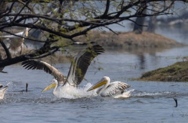 Büyük beyaz pelikan (Pelecanus onocrotalus) veya ormandaki pembe pelikan kuşları. Hindistan 'a kış mevsiminde pelikan göçü.
