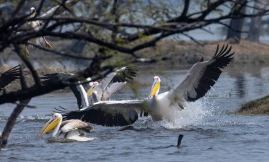 Büyük beyaz pelikan (Pelecanus onocrotalus) veya ormandaki pembe pelikan kuşları. Hindistan 'a kış mevsiminde pelikan göçü.