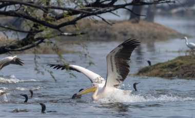 Büyük beyaz pelikan (Pelecanus onocrotalus) veya ormandaki pembe pelikan kuşları. Hindistan 'a kış mevsiminde pelikan göçü.