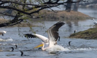 Büyük beyaz pelikan (Pelecanus onocrotalus) veya ormandaki pembe pelikan kuşları. Hindistan 'a kış mevsiminde pelikan göçü.