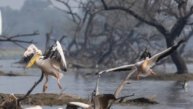 Büyük beyaz pelikan (Pelecanus onocrotalus) veya ormandaki pembe pelikan kuşları. Hindistan 'a kış mevsiminde pelikan göçü.