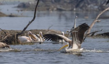 Büyük beyaz pelikan (Pelecanus onocrotalus) veya ormandaki pembe pelikan kuşları. Hindistan 'a kış mevsiminde pelikan göçü.
