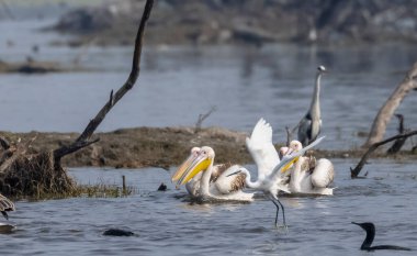 Büyük beyaz pelikan (Pelecanus onocrotalus) veya ormandaki pembe pelikan kuşları. Hindistan 'a kış mevsiminde pelikan göçü.