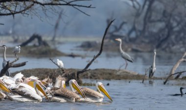 Büyük beyaz pelikan (Pelecanus onocrotalus) veya ormandaki pembe pelikan kuşları. Hindistan 'a kış mevsiminde pelikan göçü.
