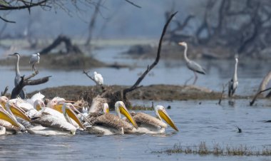 Büyük beyaz pelikan (Pelecanus onocrotalus) veya ormandaki pembe pelikan kuşları. Hindistan 'a kış mevsiminde pelikan göçü.