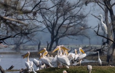 Büyük beyaz pelikan (Pelecanus onocrotalus) veya ormandaki pembe pelikan kuşları. Hindistan 'a kış mevsiminde pelikan göçü.