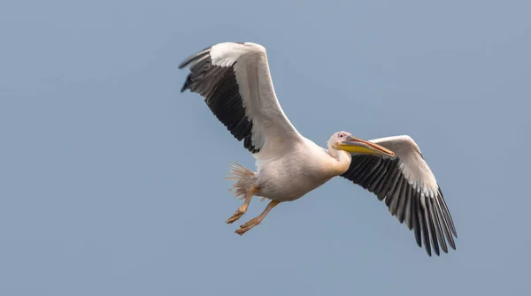 Nagy Fehér Pelikán Pelecanus Onocrotalus Vagy Rózsás Pelikán Madár Erdőben — Stock Fotó