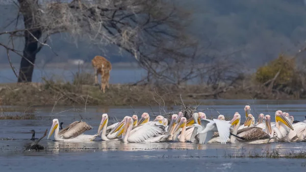 Gran Pelícano Blanco Pelecanus Onocrotalus Aves Pelícanas Rosadas Bosque Migración — Foto de Stock