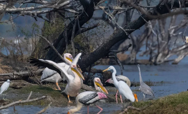 Great White Pelican Pelecanus Onocrotalus Rosy Pelican Birds Forest Pelican — Stock Photo, Image