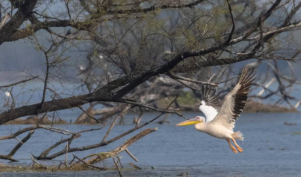 Grande Pelicano Branco Pelecanus Onocrotalus Aves Pelicanas Rosadas Floresta Migração — Fotografia de Stock