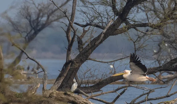 Nagy Fehér Pelikán Pelecanus Onocrotalus Vagy Rózsás Pelikán Madarak Erdőben — Stock Fotó