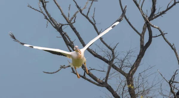 Grande Pellicano Bianco Pelecanus Onocrotalus Uccello Pellicano Rosato Nella Foresta — Foto Stock